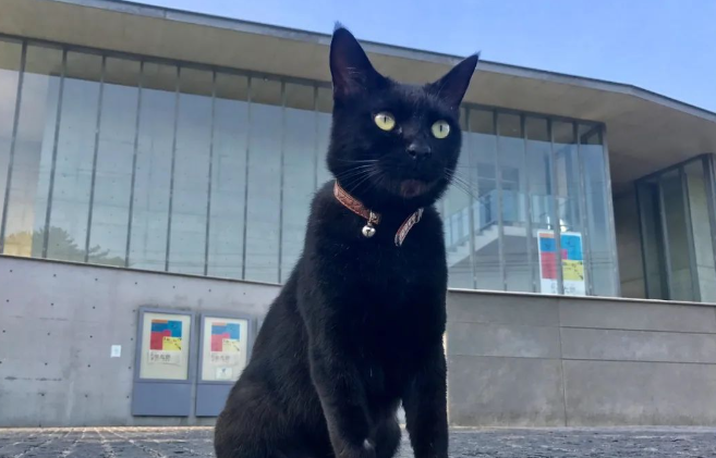 硬闯4年美术馆的日本小猫咪终于进去了！？门卫大叔不屑一笑：就这？