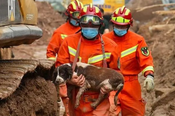 搜救犬是一群无声的英雄战士吗？我的回答“是的”