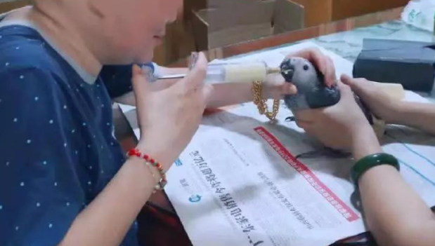 这种鹦鹉不能随便养！深圳一女子微博晒养“爱宠”被举报