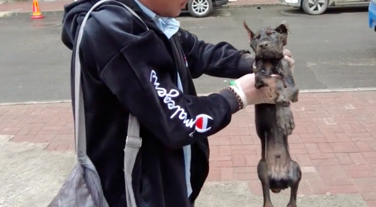 主人给杜宾犬治病,竟然在它肌肉里注射中药 主人给杜宾犬治病,竟然在它肌肉里注射中药