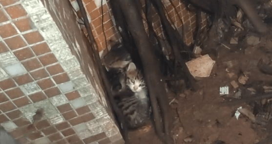 曾经在雨中险些被冻死的小奶猫们,当它们遇到对的人,它们也可以幸福满满 曾经在雨中险些被冻死的小奶猫们,当它们遇到对的人,它们也可以幸福满满