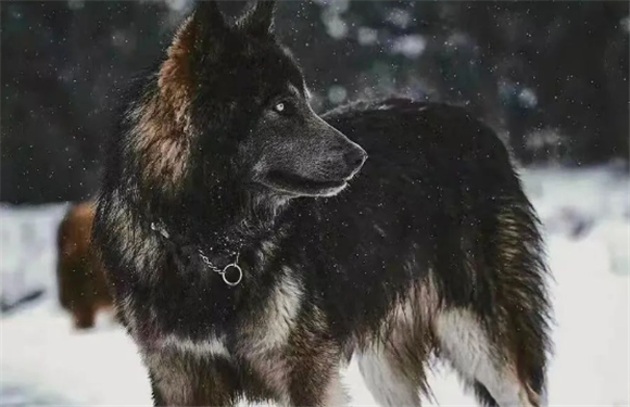 犬界“男神”第二弹——蓝湾牧羊犬 犬界“男神”第二弹——蓝湾牧羊犬
