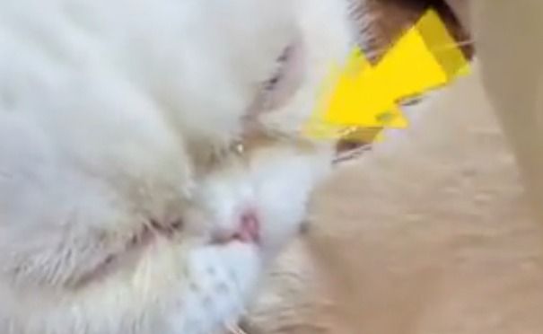 狗子生病针灸猫咪急出眼泪