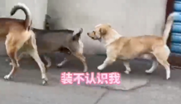 狗子为了合群假装不认识主人，网友:它真不想认你