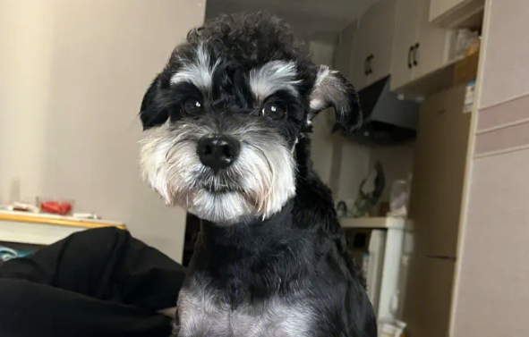 雪纳瑞为什么对小孩不友好