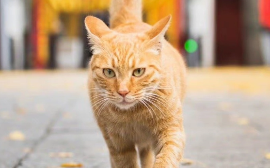 中华田园猫多少钱一只