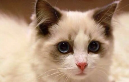 布偶猫矮腿是串么 布偶猫矮腿是串么