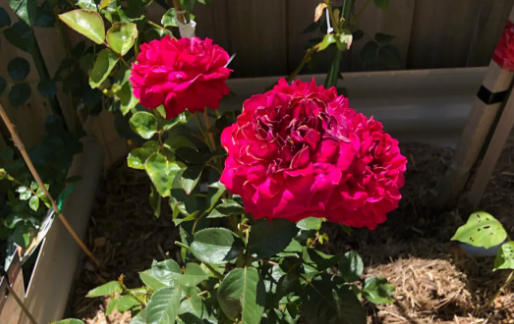 月季花瓣晒干有什么用处 月季花瓣晒干有什么用处