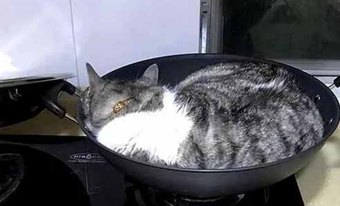 猫咪睡铁锅,家里的孩子也跟着学,猫咪看了一脸惊讶:你睡得下吗 猫咪睡铁锅,家里的孩子也跟着学,猫咪看了一脸惊讶:你睡得下吗