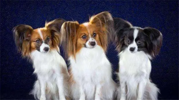 菲利犬一天吃几顿？菲利犬一天吃几顿狗粮