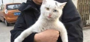 现实版真假孙悟空,捡了一只流浪猫,竟然和家里的猫长得一模一样 现实版真假孙悟空,捡了一只流浪猫,竟然和家里的猫长得一模一样