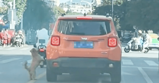 狗狗在马路上追车，好心人帮忙敲门提醒车主，没想到根本没理会！