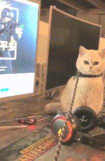 和家人说要去遛猫,主人却转身进了网吧,猫咪一脸委屈:我抑郁了 和家人说要去遛猫,主人却转身进了网吧,猫咪一脸委屈:我抑郁了