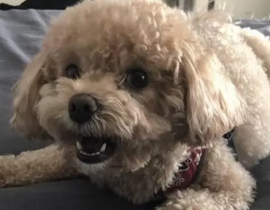 泰迪狗狗吐黄水带泡沫吃什么药