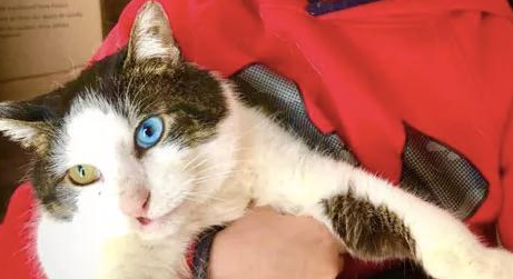 小男孩给了猫咪一个家,猫咪给小男孩带来了笑容,有你真好! 小男孩给了猫咪一个家,猫咪给小男孩带来了笑容,有你真好!
