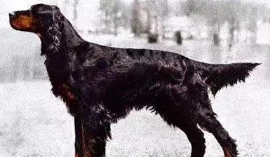 狗狗介绍：哥顿雪达犬