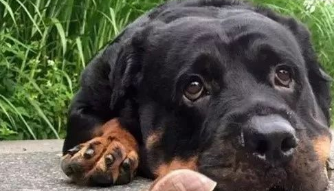 没见过这么会讨人欢心的罗威纳，真是给猛犬丢脸了！