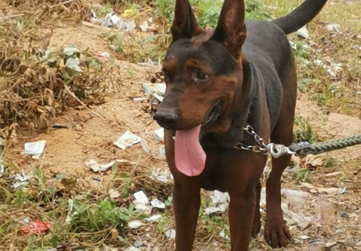 莱州红犬到底是由哪些品种培育出来？——莱州红犬基因揭晓