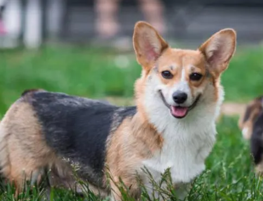 威尔士柯基犬的八大优点和缺点