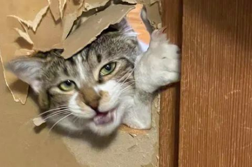 猫咪失踪了?萌猫吃点心!小奶猫解锁成功 猫咪失踪了?萌猫吃点心!小奶猫解锁成功