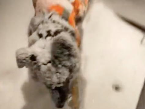 网友粗心将狗关在门外,开门看到它身上厚厚一层雪,狗:谢谢你 网友粗心将狗关在门外,开门看到它身上厚厚一层雪,狗:谢谢你