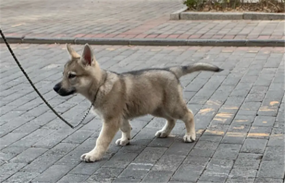 中国正规捷克狼犬犬舍