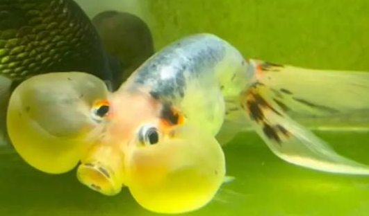 水泡金鱼的水泡为什么会破,可能是水位太深导致的 水泡金鱼的水泡为什么会破,可能是水位太深导致的