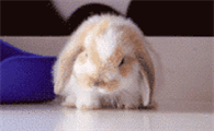 兔子晕了是什么表现