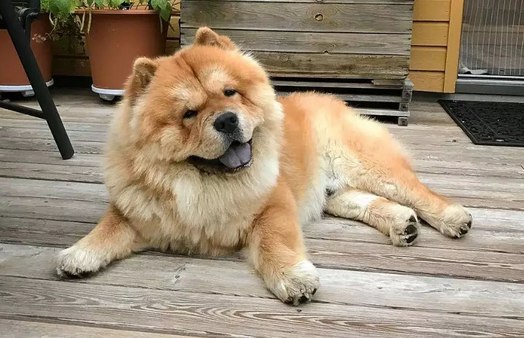 松狮犬多少钱一只