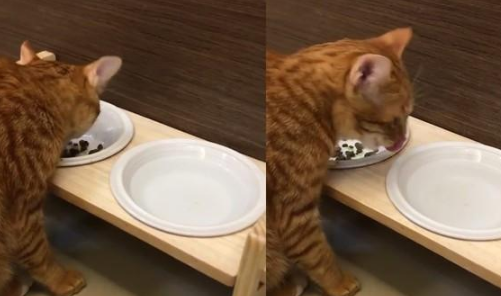 大胃王猫猫吃那么多怎么消化 大胃王猫猫吃那么多怎么消化
