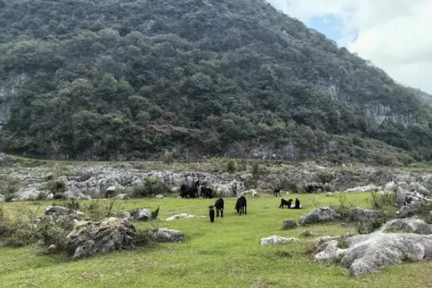 贵安新区马场镇加禾村:黑山羊的“致富链” 贵安新区马场镇加禾村:黑山羊的“致富链”