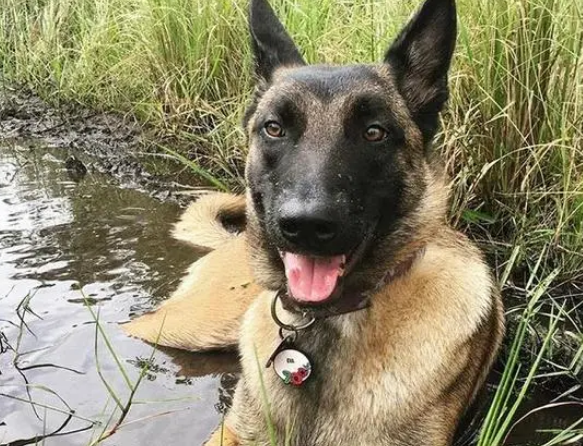 主人被美洲狮攻击,下一秒马犬冲出死里逃生的主人:我欠它一条命 主人被美洲狮攻击,下一秒马犬冲出死里逃生的主人:我欠它一条命