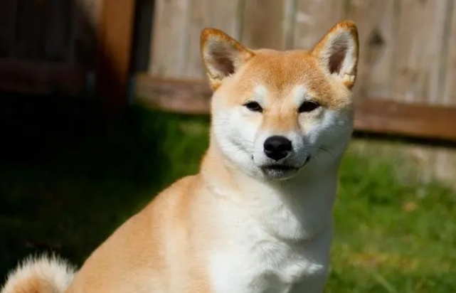 中国本土犬种大全 中国本土犬种大全