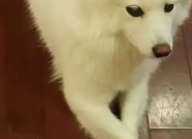 小狗失明后，我为它养了只导盲犬
