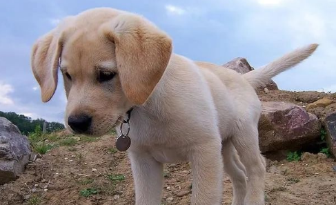 不会说话的“战士”,人间天使搜救犬 不会说话的“战士”,人间天使搜救犬