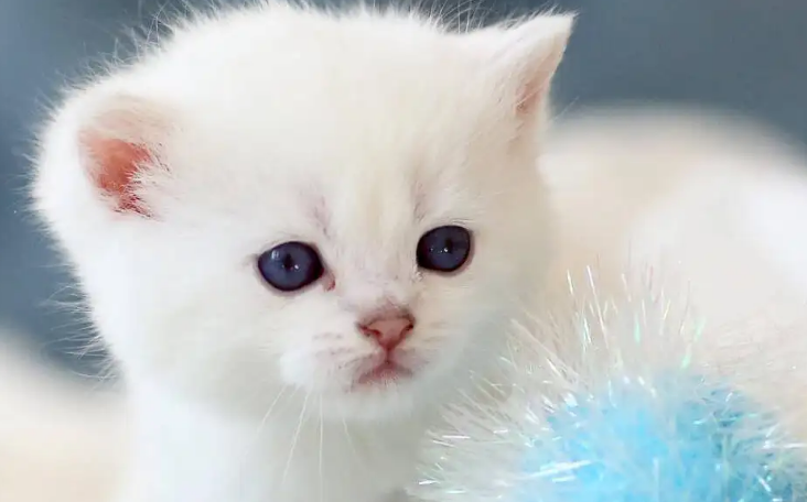 40多万粉丝网红偷猫虐猫,顶着爱猫人士名号,虐猫比十大酷刑还残忍 40多万粉丝网红偷猫虐猫,顶着爱猫人士名号,虐猫比十大酷刑还残忍