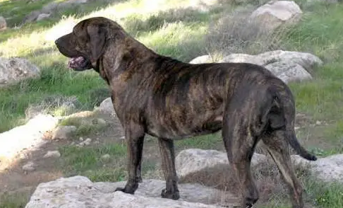 宠物大百科 | 巴西非勒犬的品种特点 宠物大百科 | 巴西非勒犬的品种特点