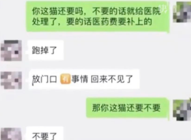 布偶猫被遗弃后自己去医院求助:“麻烦救救我!” 布偶猫被遗弃后自己去医院求助:“麻烦救救我!”
