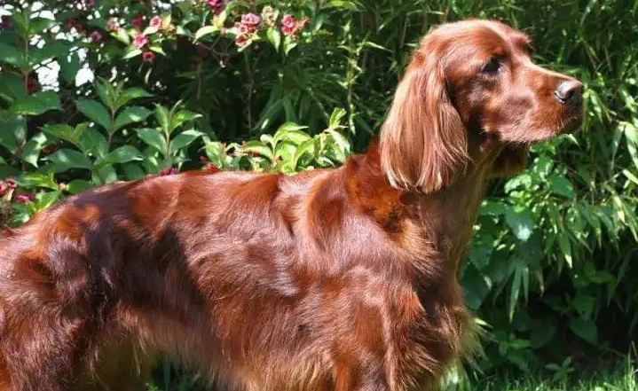 爱尔兰雪达犬哪里卖 可以在宠物店里挑选