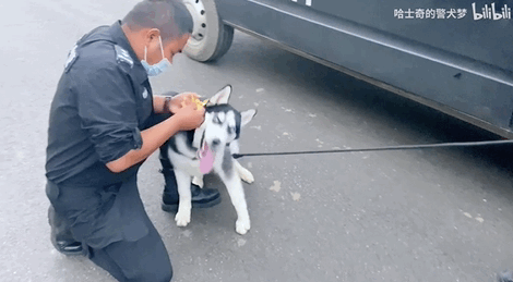 把哈士奇训练成警犬,我崩溃了 把哈士奇训练成警犬,我崩溃了