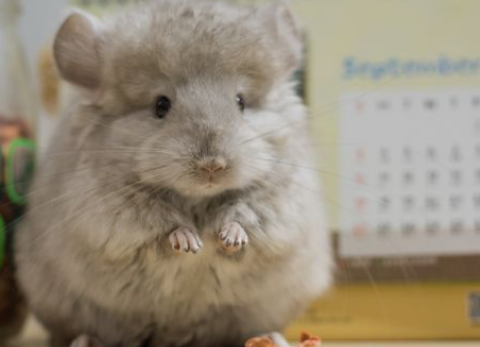 米色龙猫和银斑生什么颜色 米色龙猫和银斑生什么颜色