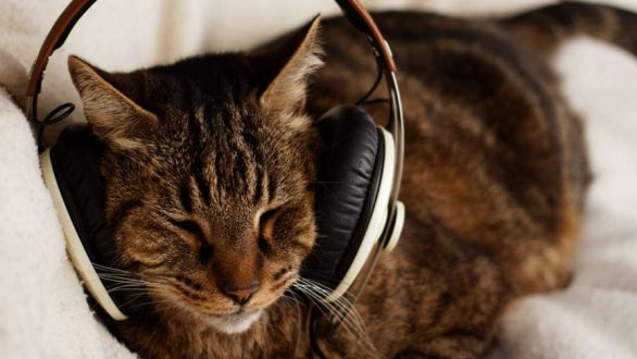 专门给猫听的音乐