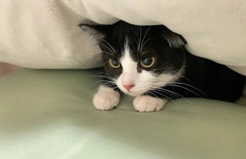 英短黑白猫与奶牛猫的区别 英短黑白猫与奶牛猫的区别