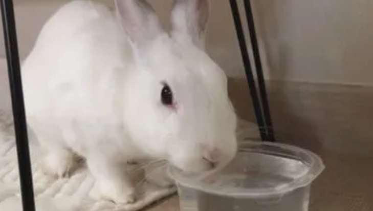 兔子喝水会死吗
