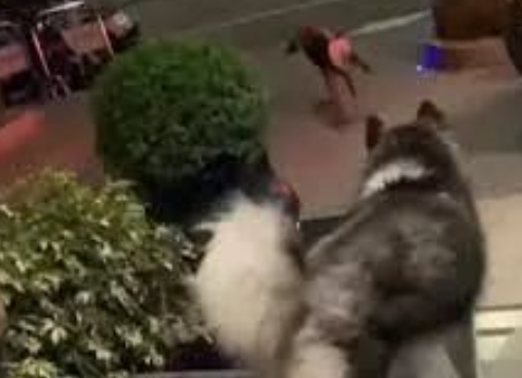 女子骑车带狗出门不拴绳，哈士奇路口撞人后肇事逃逸