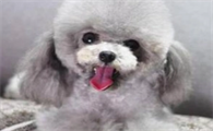 灰泰迪幼犬从几个月开始变成灰色