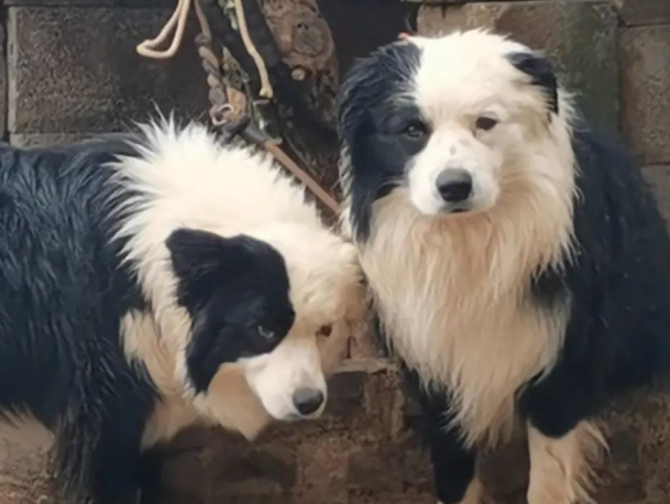 警犬天天往队里捡流浪狗，个顶个能吃”