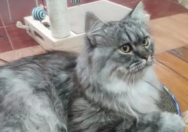 美短高地猫多少钱一只 美短高地猫多少钱一只