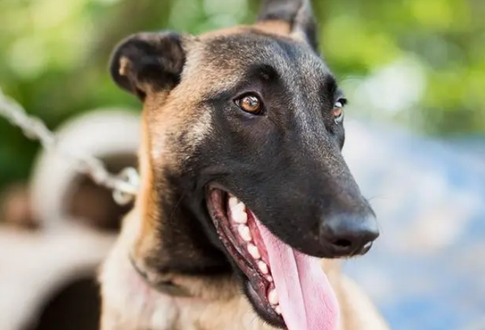 100个好听到爆的马犬名字 100个好听到爆的马犬名字