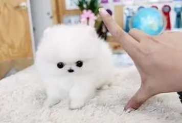 茶杯犬能吃剩饭吗